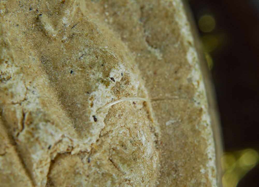 4.jpg - พระปิดตามหาลาภ ฝังตะกรุด รุ่น เสาร์ 5 หลวงปู่เสาร์ วัดกุดเวียน อ.สูงเนิน จ.นครราชสีมา ปี2537 เนื้อผงพุทธคุณ ผงว่านผสมเกศา พระเก่าสวยเข้มขลัง มีเกศาผสม [..] | https://kamulet.in.th