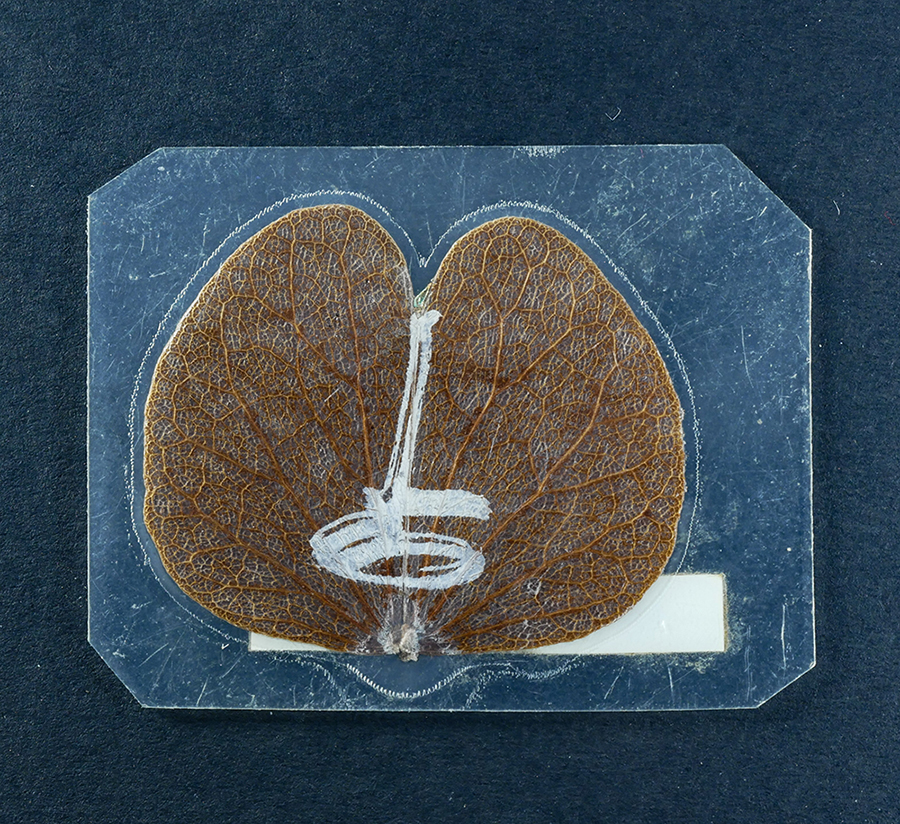 2.jpg - ใบพญากาหลง วัดพลวง ต.กระทิง อ.เขาคิชฌกูฎ จ.จันทบุรี ปี2553 พุทธคุณช่วยเสริมบารมี เมตตามหานิยมเป็นเลิศ โชคลาภ วาสนา ค้าขาย เจรจา-ติดต่อ ขอความช่วยเหลือ [..] | https://kamulet.in.th