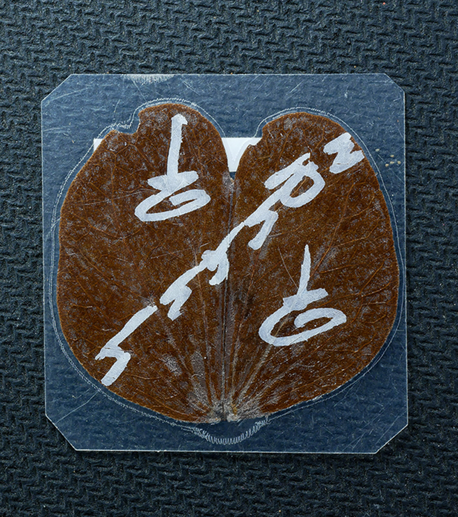 2.jpg - ใบพญากาหลง วัดพลวง ต.กระทิง อ.เขาคิชฌกูฎ จ.จันทบุรี ปี2553 พุทธคุณช่วยเสริมบารมี เมตตามหานิยมเป็นเลิศ โชคลาภ วาสนา ค้าขาย เจรจา-ติดต่อ ขอความช่วยเหลือ [..] | https://kamulet.in.th