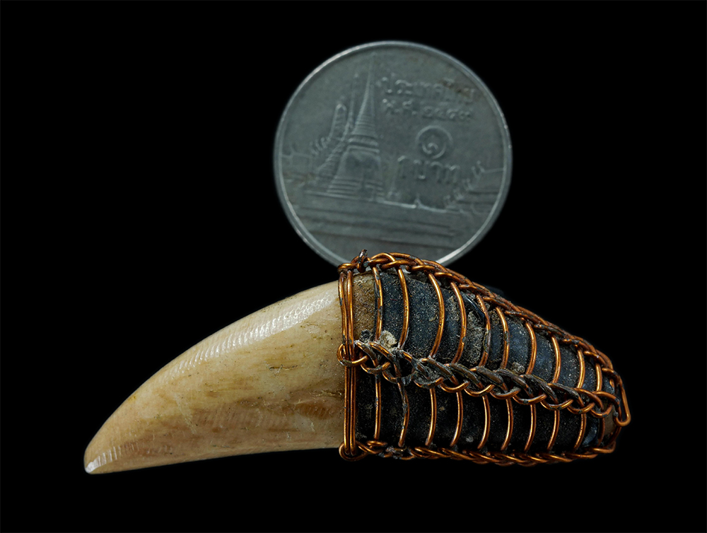 3.jpg - เขี้ยวเก่า ถักด้วยลวดแบบโบราณ เก่าๆ จ้ดเป็นเครื่องรางชนิดหนึ่ง ป้องกันคุณไสย แคล้วคลาด ปลอดภัย | https://kamulet.in.th