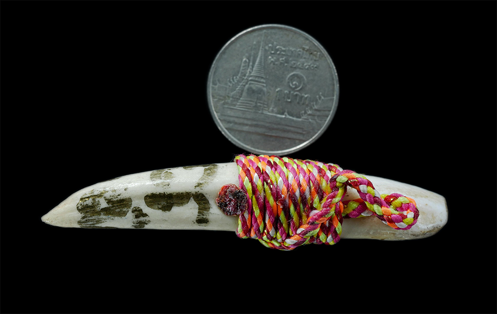 3.jpg - เขี้ยวเก่า ถักด้วยเชือกสีรุ้ง จารยันต์ เก่าๆ จ้ดเป็นเครื่องรางชนิดหนึ่ง ป้องกันคุณไสย แคล้วคลาด ปลอดภัย | https://kamulet.in.th